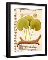 Water Lily, Hetela Memifar (Nymphaea)-null-Framed Giclee Print