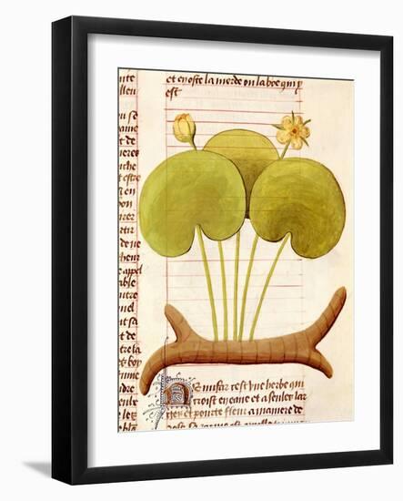 Water Lily, Hetela Memifar (Nymphaea)-null-Framed Giclee Print