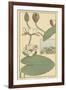 Water Lily II-M. P. Verneuil-Framed Art Print