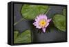 Water Lily in a Pond in Maui-pdb1-Framed Stretched Canvas