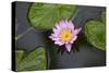 Water Lily in a Pond in Maui-pdb1-Stretched Canvas