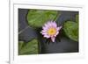 Water Lily in a Pond in Maui-pdb1-Framed Photographic Print