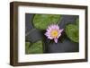 Water Lily in a Pond in Maui-pdb1-Framed Photographic Print