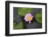 Water Lily in a Pond in Maui-pdb1-Framed Photographic Print