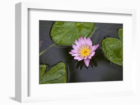 Water Lily in a Pond in Maui-pdb1-Framed Photographic Print