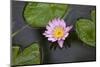 Water Lily in a Pond in Maui-pdb1-Mounted Photographic Print