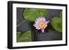 Water Lily in a Pond in Maui-pdb1-Framed Photographic Print