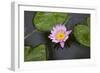 Water Lily in a Pond in Maui-pdb1-Framed Photographic Print