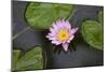 Water Lily in a Pond in Maui-pdb1-Mounted Photographic Print
