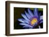 Water Lily in Na Aina Kai Botanical Gardens and Sculpture Park, Kauai, Hawaii-Michael DeFreitas-Framed Photographic Print