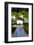 Water Lily in Pond Seerose-Alaya Gadeh-Framed Photographic Print