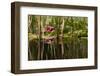 Water Lily in Pond-humbak-Framed Photographic Print