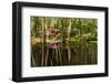 Water Lily in Pond-humbak-Framed Photographic Print
