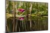 Water Lily in Pond-humbak-Mounted Photographic Print