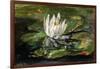 Water Lily in Sunlight, 1881-John La Farge-Framed Giclee Print