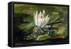 Water Lily in Sunlight, 1881-John La Farge-Framed Stretched Canvas