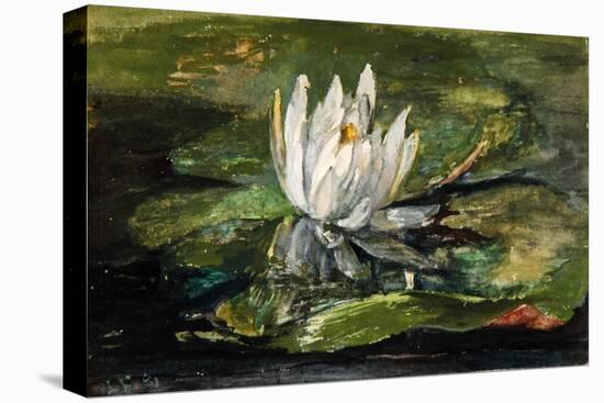 Water Lily in Sunlight, 1881-John La Farge-Stretched Canvas