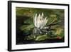 Water Lily in Sunlight, 1881-John La Farge-Framed Giclee Print