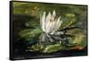 Water Lily in Sunlight, 1881-John La Farge-Framed Stretched Canvas