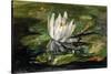 Water Lily in Sunlight, 1881-John La Farge-Stretched Canvas