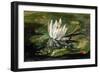 Water Lily in Sunlight, 1881-John La Farge-Framed Giclee Print