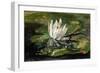 Water Lily in Sunlight, 1881-John La Farge-Framed Giclee Print