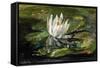 Water Lily in Sunlight, 1881-John La Farge-Framed Stretched Canvas