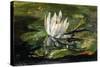 Water Lily in Sunlight, 1881-John La Farge-Stretched Canvas