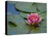 Water Lily in the Japanese Gardens, Washington Arboretum, Seattle, Washington, USA-Darrell Gulin-Stretched Canvas