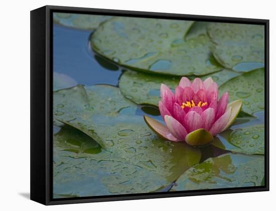 Water Lily in the Japanese Gardens, Washington Arboretum, Seattle, Washington, USA-Darrell Gulin-Framed Stretched Canvas