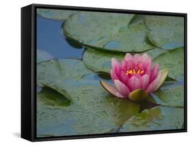 Water Lily in the Japanese Gardens, Washington Arboretum, Seattle, Washington, USA-Darrell Gulin-Framed Stretched Canvas