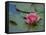 Water Lily in the Japanese Gardens, Washington Arboretum, Seattle, Washington, USA-Darrell Gulin-Framed Stretched Canvas