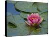 Water Lily in the Japanese Gardens, Washington Arboretum, Seattle, Washington, USA-Darrell Gulin-Stretched Canvas