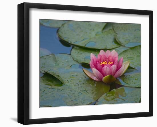 Water Lily in the Japanese Gardens, Washington Arboretum, Seattle, Washington, USA-Darrell Gulin-Framed Premium Photographic Print