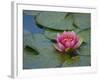 Water Lily in the Japanese Gardens, Washington Arboretum, Seattle, Washington, USA-Darrell Gulin-Framed Photographic Print