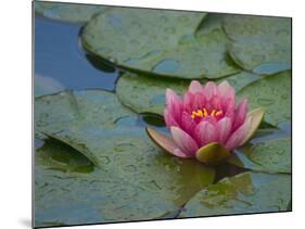 Water Lily in the Japanese Gardens, Washington Arboretum, Seattle, Washington, USA-Darrell Gulin-Mounted Photographic Print