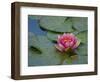 Water Lily in the Japanese Gardens, Washington Arboretum, Seattle, Washington, USA-Darrell Gulin-Framed Photographic Print