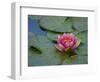 Water Lily in the Japanese Gardens, Washington Arboretum, Seattle, Washington, USA-Darrell Gulin-Framed Photographic Print