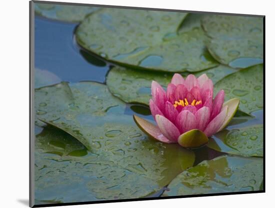 Water Lily in the Japanese Gardens, Washington Arboretum, Seattle, Washington, USA-Darrell Gulin-Mounted Photographic Print