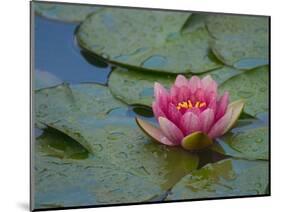 Water Lily in the Japanese Gardens, Washington Arboretum, Seattle, Washington, USA-Darrell Gulin-Mounted Photographic Print