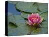 Water Lily in the Japanese Gardens, Washington Arboretum, Seattle, Washington, USA-Darrell Gulin-Stretched Canvas