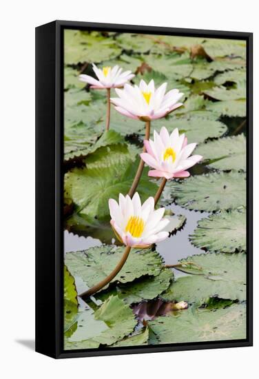 Water Lily (Lotus) and Leaf in Pond-chomnancoffee-Framed Stretched Canvas