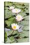 Water Lily (Lotus) and Leaf in Pond-chomnancoffee-Stretched Canvas