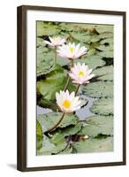 Water Lily (Lotus) and Leaf in Pond-chomnancoffee-Framed Photographic Print