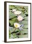 Water Lily (Lotus) and Leaf in Pond-chomnancoffee-Framed Photographic Print