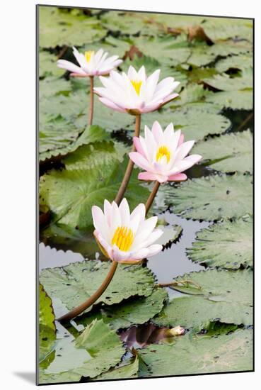 Water Lily (Lotus) and Leaf in Pond-chomnancoffee-Mounted Photographic Print