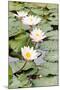 Water Lily (Lotus) and Leaf in Pond-chomnancoffee-Mounted Photographic Print