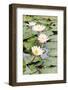 Water Lily (Lotus) and Leaf in Pond-chomnancoffee-Framed Photographic Print