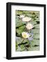 Water Lily (Lotus) and Leaf in Pond-chomnancoffee-Framed Photographic Print