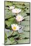 Water Lily (Lotus) and Leaf in Pond-chomnancoffee-Mounted Photographic Print